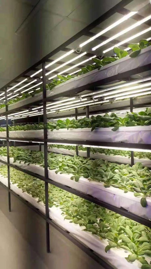 戰(zhàn)疫不誤農(nóng)時(shí)，奏響農(nóng)業(yè)強(qiáng)、農(nóng)民富、農(nóng)村美三部曲 聚焦410大棚材料與配套設(shè)施的創(chuàng)新設(shè)計(jì)